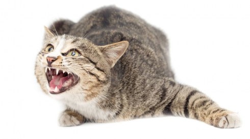 Gatto randagio dirotta il volo della Tarco Airlines costringendolo ad un atterraggio di emergenza.
