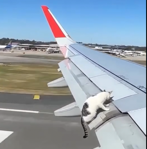 C’è un gatto sull'ala! Che brivido per il gatto "aviatore"! – Il video