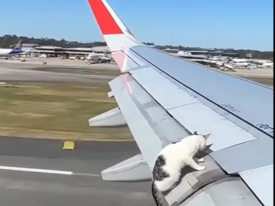 C’è un gatto sull'ala! Che brivido per il gatto "aviatore"! – Il video