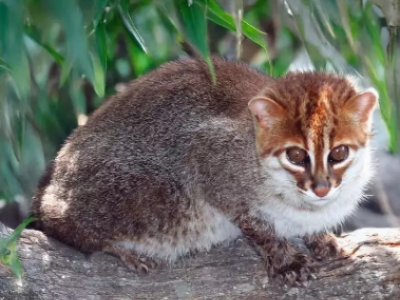 Fauna selvatica in via di estinzione: il misterioso gatto dalla testa piatta 'riappare' in Thailandia