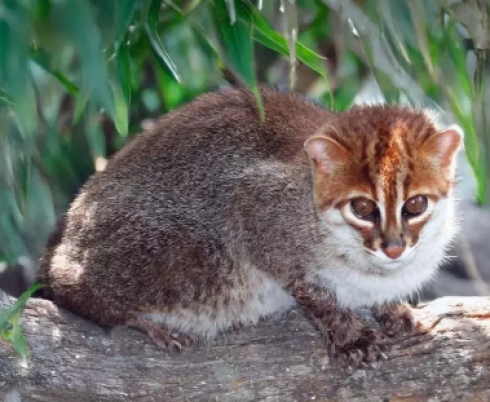 Fauna selvatica in via di estinzione: il misterioso gatto dalla testa piatta 'riappare' in Thailandia