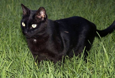 gatto gatto