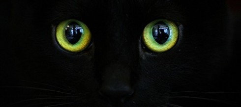 gatto gatto
