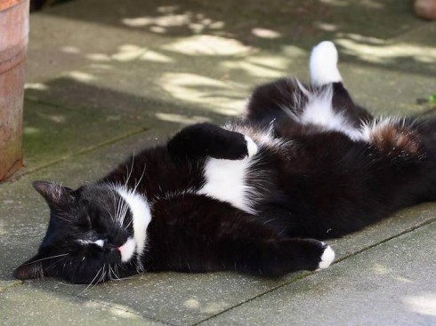 gatto gatto
