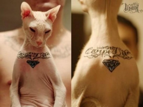 gatto tatuato