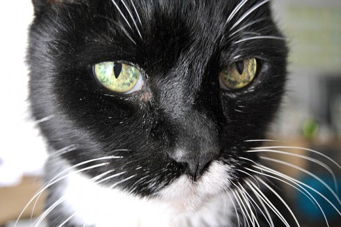 gatto gatto