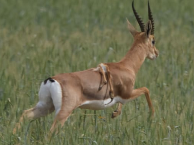Prima nel suo genere: gazzella a sei zampe avvistata nel Negev occidentale di Israele