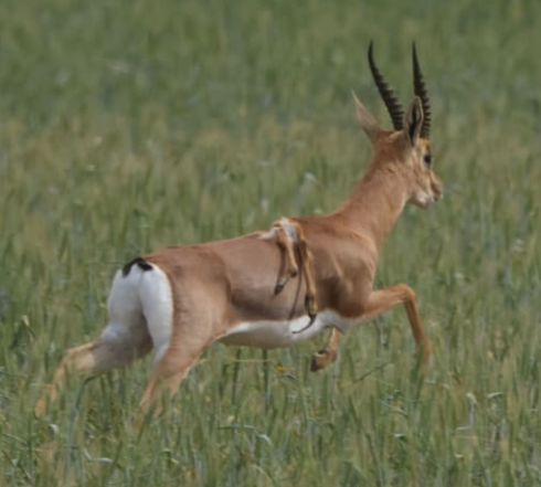 Prima nel suo genere: gazzella a sei zampe avvistata nel Negev occidentale di Israele