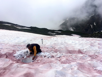 Il fenomeno del “color sangue” visibile sulla neve delle Alpi francesi. 
