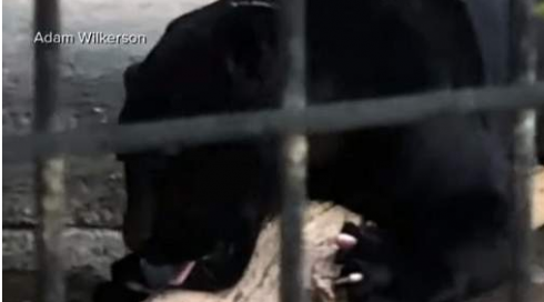 Selfie pericoloso col giaguaro allo zoo: donna attaccata e ferita dal felino
