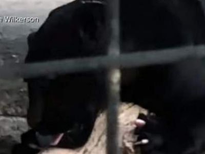 Selfie pericoloso col giaguaro allo zoo: donna attaccata e ferita dal felino