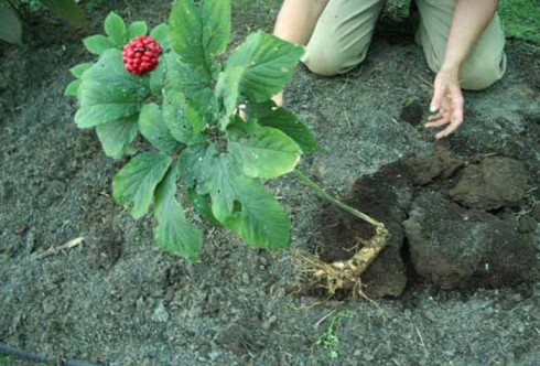 ginseng ginseng