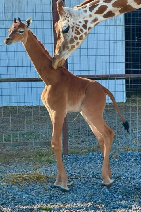 Unico caso al mondo: in uno zoo americano è nata una giraffa senza macchie – Il video