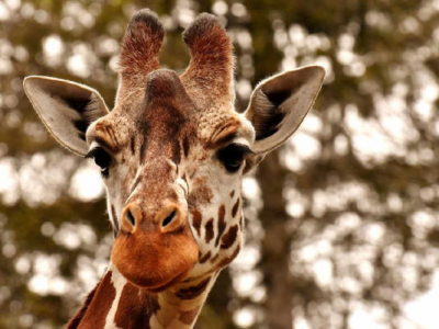 Una bambina di un anno muore dopo l'attacco di una giraffa in Sud Africa, la mamma è grave