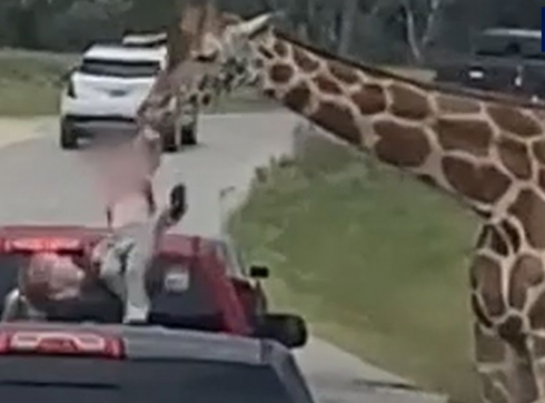Una giraffa afferra una bambina di 2 anni dal pianale di un pick up nel parco naturale del Texas - Video