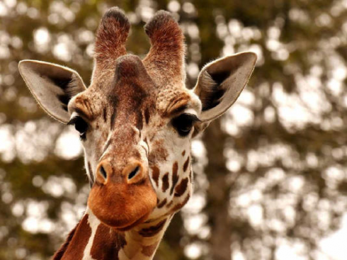 Una bambina di un anno muore dopo l'attacco di una giraffa in Sud Africa, la mamma è grave
