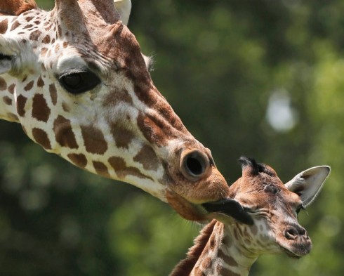 Sudafrica, attaccati da una giraffa madre e figlio sono in condizioni critiche. Evento "raro", anzi unico
