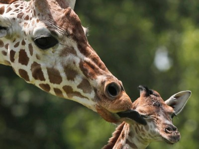 Sudafrica, attaccati da una giraffa madre e figlio sono in condizioni critiche. Evento "raro", anzi unico