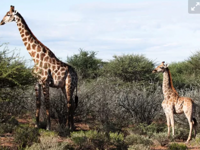 Scoperta la giraffa nana in Uganda: sorpresa tra gli scienziati. 