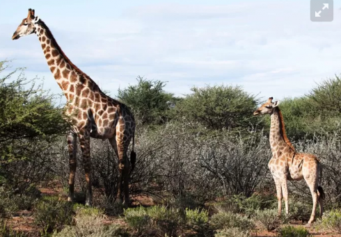 Scoperta la giraffa nana in Uganda: sorpresa tra gli scienziati. 