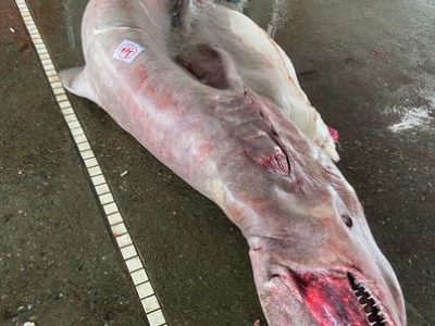 Catturato al largo della costa di Taiwan il più grande squalo Goblin di sempre
