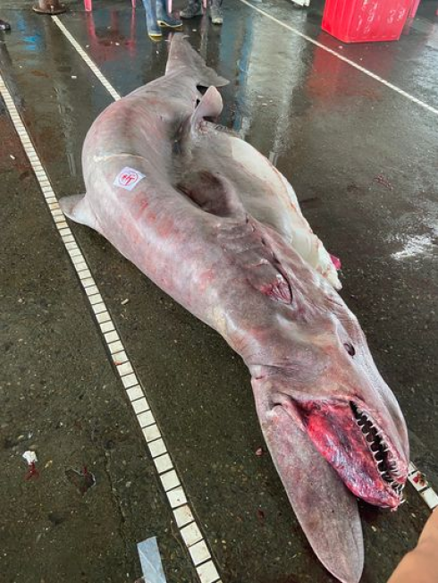Catturato al largo della costa di Taiwan il più grande squalo Goblin di sempre