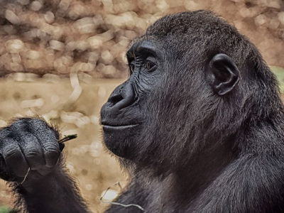 I gorilla sviluppano un suono per comunicare con gli umani