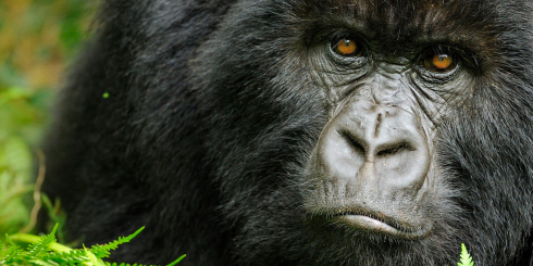 Triste notizia, fulmine fa strage di gorilla in via d'estinzione: morti 17 esemplari.