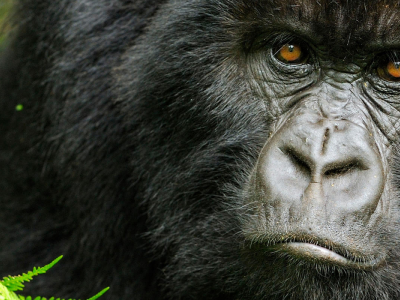 Triste notizia, fulmine fa strage di gorilla in via d'estinzione: morti 17 esemplari.