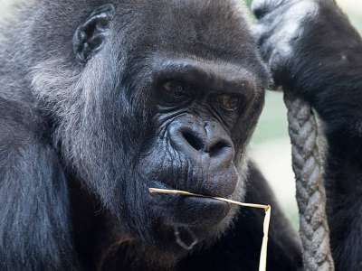 Zoo Basilea, muore gorilla Goma: aveva 58 anni. 