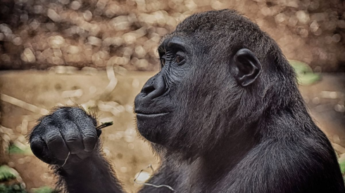 I gorilla sviluppano un suono per comunicare con gli umani