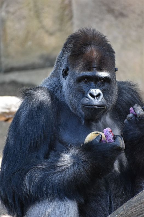 Nel video amatoriale gorilla si prende cura dell’uccellino ferito.