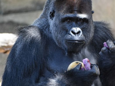 Nel video amatoriale gorilla si prende cura dell’uccellino ferito.