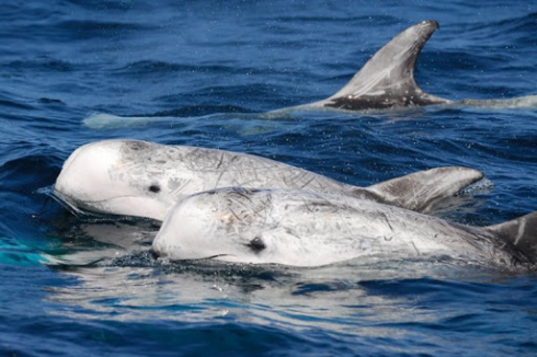 Specie rare nel Mare di Otranto: gruppo di Grampi accompagna la barca.