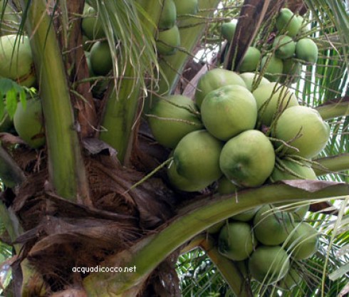 noci di cocco