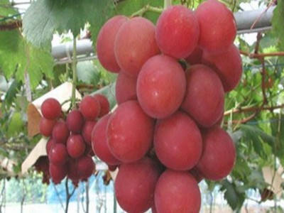 grappolo uva giapponese