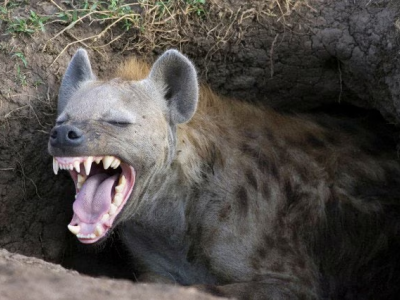 Animali e turismo, uomo ucciso in un sospetto attacco di animali selvatici vicino al lago Naivasha in Kenya