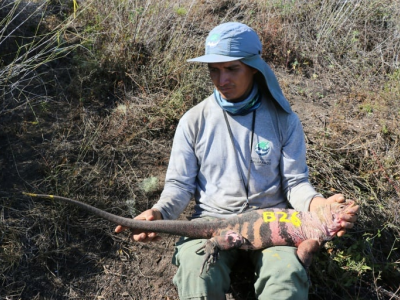 Scienziati scoprono per la prima volta iguane rosa baby nelle Galapagos