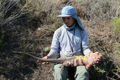 Scienziati scoprono per la prima volta iguane rosa baby nelle Galapagos