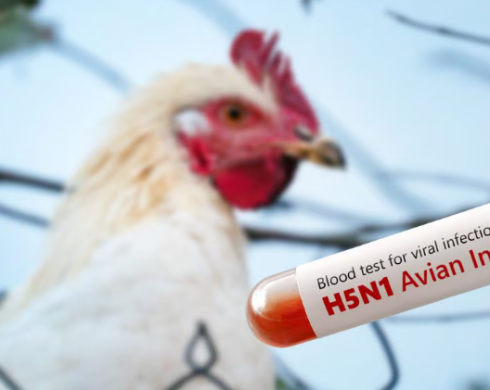 Allerta in Europa dopo che Germania e Portogallo hanno segnalato casi di influenza aviaria
