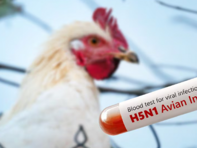 Allerta in Europa dopo che Germania e Portogallo hanno segnalato casi di influenza aviaria
