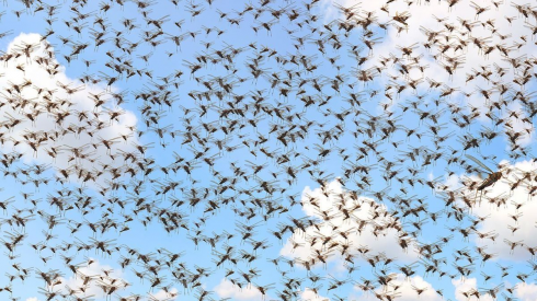 Sorpresa tra gli scienziati per un massiccio arrivo di insetti in Europa