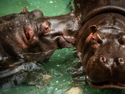 Covid, contagiati due ippopotami: primo caso al mondo