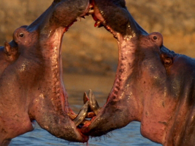 Attacco in Kenya, ippopotami uccidono quattro pescatori