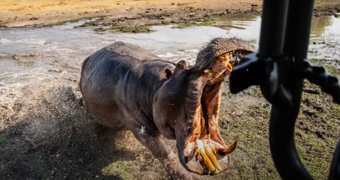 “Continua a filmare” l’ippopotamo arrabbiato attacca un’auto con i passeggeri all'interno
