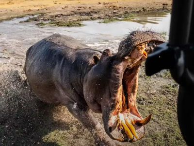“Continua a filmare” l’ippopotamo arrabbiato attacca un’auto con i passeggeri all'interno
