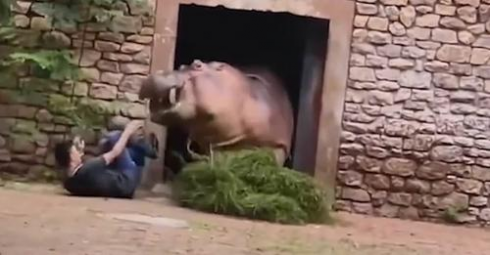 Cina, guardiano zoo aggredito da un ippopotamo - Il video