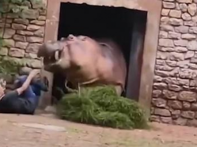 Cina, guardiano zoo aggredito da un ippopotamo - Il video
