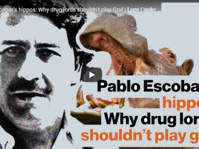Appello della Colombia: qualche zoo vuole gli ippopotami di Pablo Escobar? Gli ippopotami di Pablo Escobar sono già una specie invasiva in Colombia - VIDEO