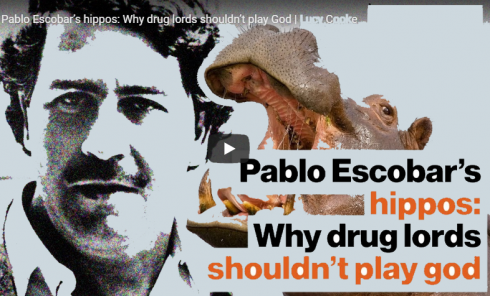 Appello della Colombia: qualche zoo vuole gli ippopotami di Pablo Escobar? Gli ippopotami di Pablo Escobar sono già una specie invasiva in Colombia - VIDEO